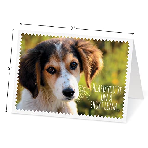 Current Get Well Greeting Card Set - color: Furry Friends