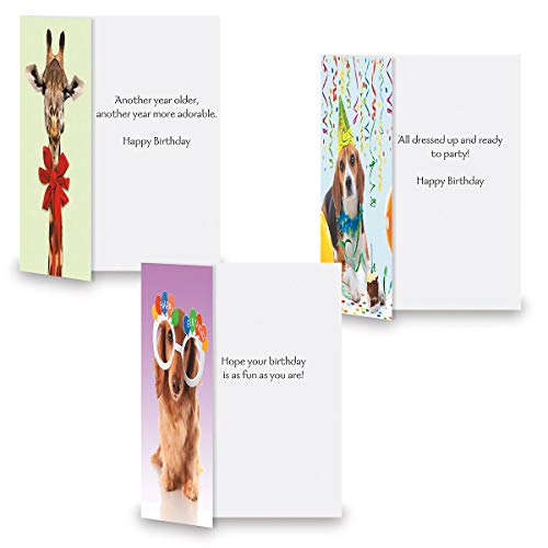 Current Happy Birthday Greeting Card Set - style: Animal