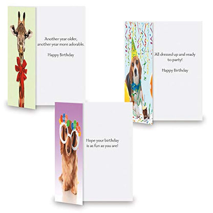 Current Happy Birthday Greeting Card Set - style: Animal
