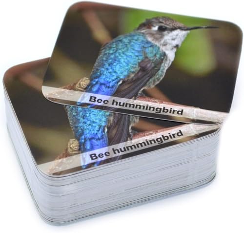 Menique Wild Animals Memory Matching Game – 80 Cards (40 Pairs) with Real Photos – Includes Educational Booklet with Animal Facts – Fun & Cognitive Game for Kids and Adults - style: Wild Animals