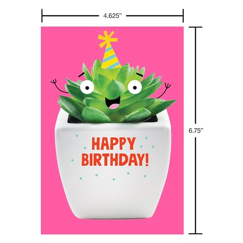 American Greetings 33-Count Birthday Card Pack Deluxe Bundle, Assorted Colorful Designs - color: Funny Birthday Card Assortment, size: 4.625 inches x 6.75 inches