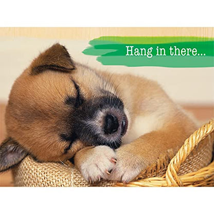 Paper Craft IG98642-RE Religious Get Well Soon Card Set with Envelopes, 12 Cards, 4.75'' W x 6.5'' H, Puppy, Floral, and Landscape Photography