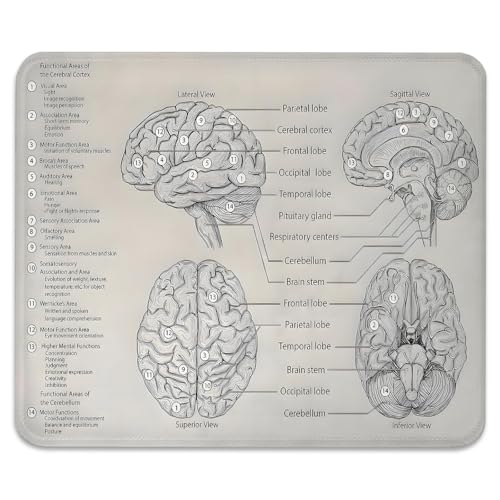 Biology Diagram of Human Brain Anatomy Mouse Pad, Science Durable Desk Mat - color: Brain Illustration