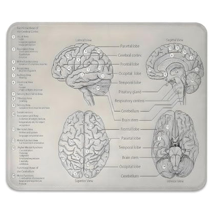 Biology Diagram of Human Brain Anatomy Mouse Pad, Science Durable Desk Mat - color: Brain Illustration